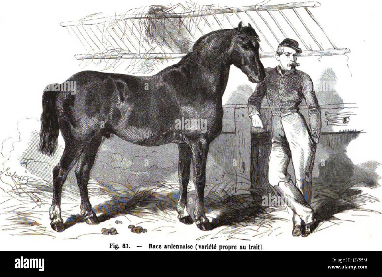 L'Ardennais est une race de cheval de trait originaire de la région ardennaise de Belgique, de France et du Luxembourg, connue pour sa force et son endurance dans le travail agricole. Banque D'Images