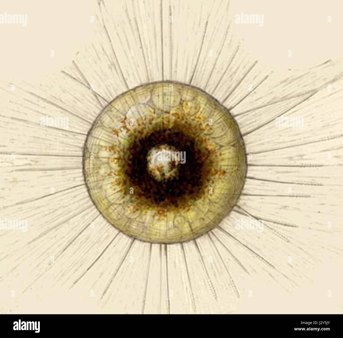 Aulacanthas est un genre de poissons à nageoires rayonnées de la famille des Aulacanthidae. Les espèces se trouvent généralement dans les milieux marins et sont remarquables pour leurs caractéristiques physiques distinctes. Banque D'Images