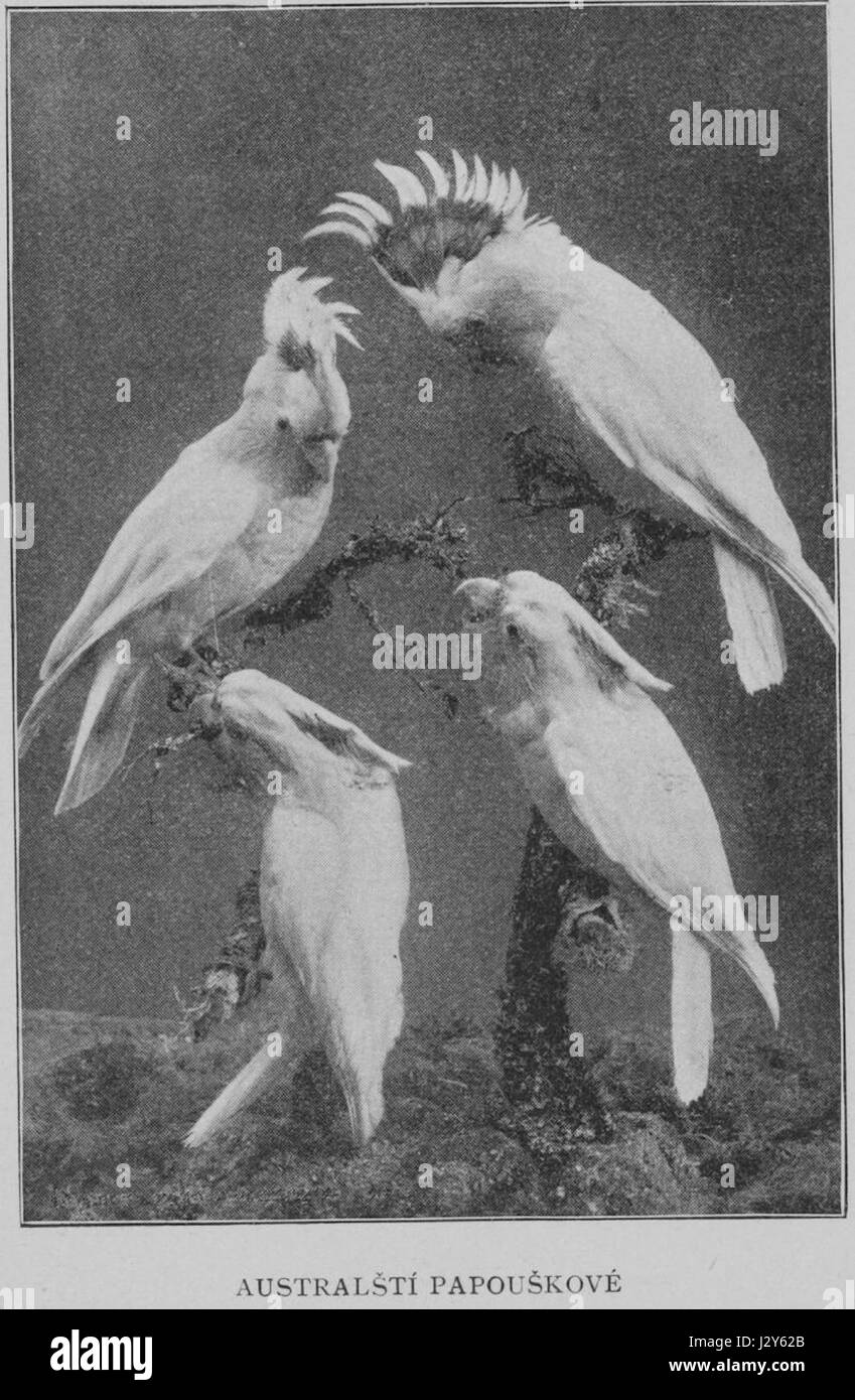 Australian perroquets 1901 Korensky Banque D'Images