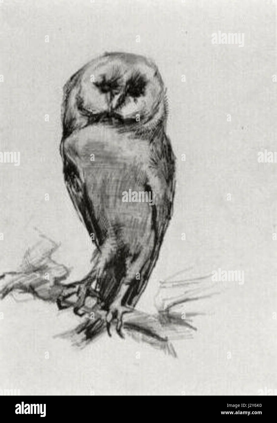 Cette image représente une chouette de la grange vue de face, mettant en valeur son disque facial distinct, ses grands yeux et ses motifs de plumes uniques caractéristiques de cet oiseau nocturne. Banque D'Images Cette image représente une chouette de la grange vue de face, mettant en valeur son disque facial distinct, ses grands yeux et ses motifs de plumes uniques caractéristiques de cet oiseau nocturne. Banque D'Images