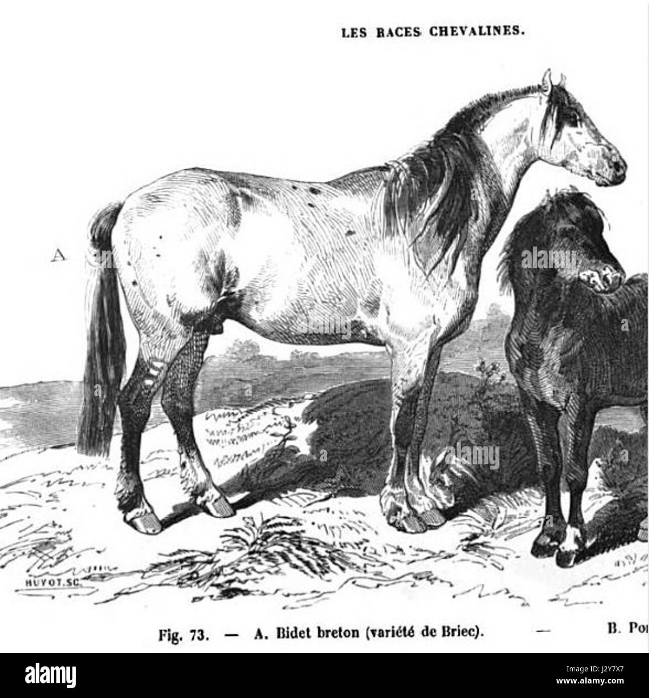 Bidet breton Briec Banque D'Images