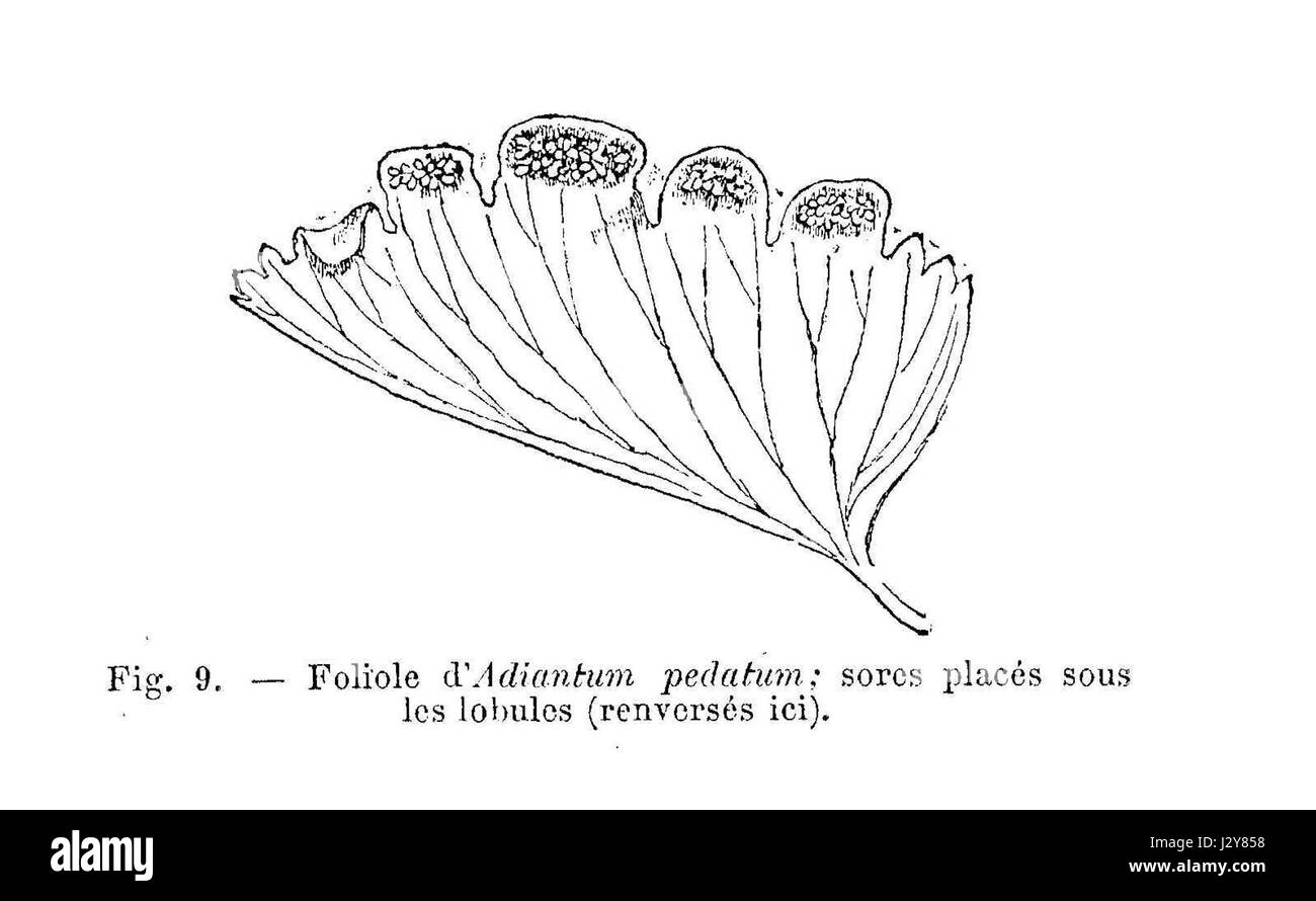 'Adiantum pedatum' est une espèce de fougère, communément connue sous le nom de fougère maidenhair du Nord. Cette espèce se caractérise par ses frondes délicates en forme d'éventail et est originaire d'Amérique du Nord, particulièrement dans les milieux humides et ombragés. Banque D'Images