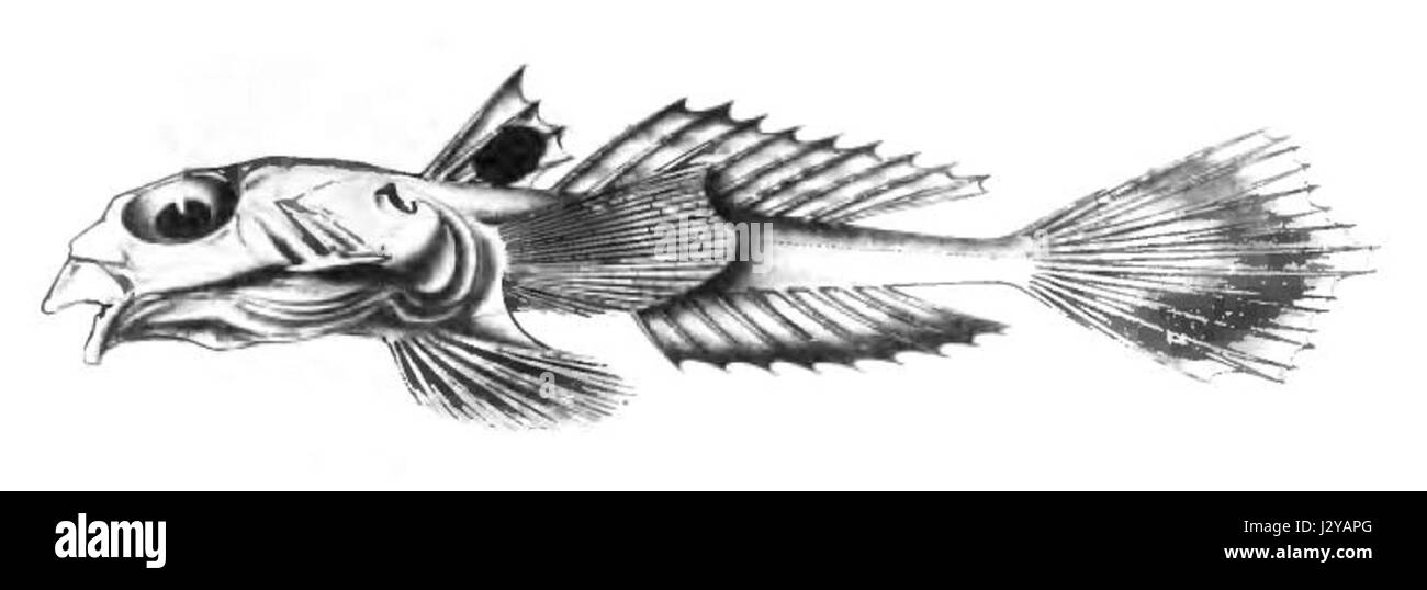 Callionymus carebares est une espèce de poisson libellule découverte par Alcock. Il appartient à la famille des Callionymidae et se caractérise par sa coloration et son habitat distincts dans l'océan Indien. Il fait partie de la riche biodiversité marine de la région. Banque D'Images