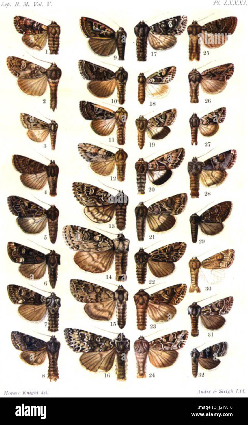 Catalogue-BM-PLAQUE LXXXI Banque D'Images