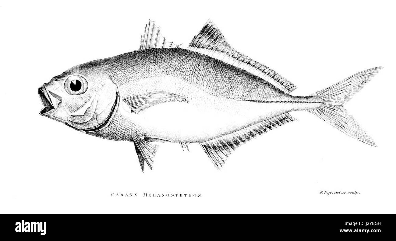 Caranx melanostethos, communément appelé la tache noire trépidante, est une espèce de grands poissons prédateurs que l'on trouve dans les eaux tropicales et subtropicales, souvent dans les zones côtières et les récifs coralliens. Banque D'Images
