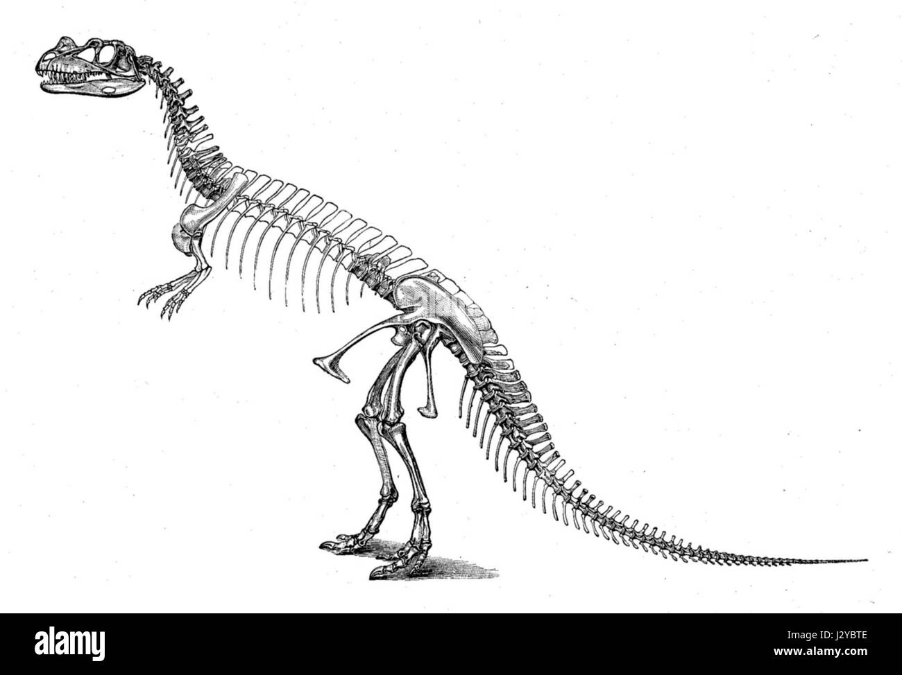 Reconstruction du squelette de Ceratosaurus, dinosaure carnivore du Jurassique tardif. Le Ceratosaurus était connu pour sa corne nasale distinctive et était un prédateur important à son époque. Banque D'Images