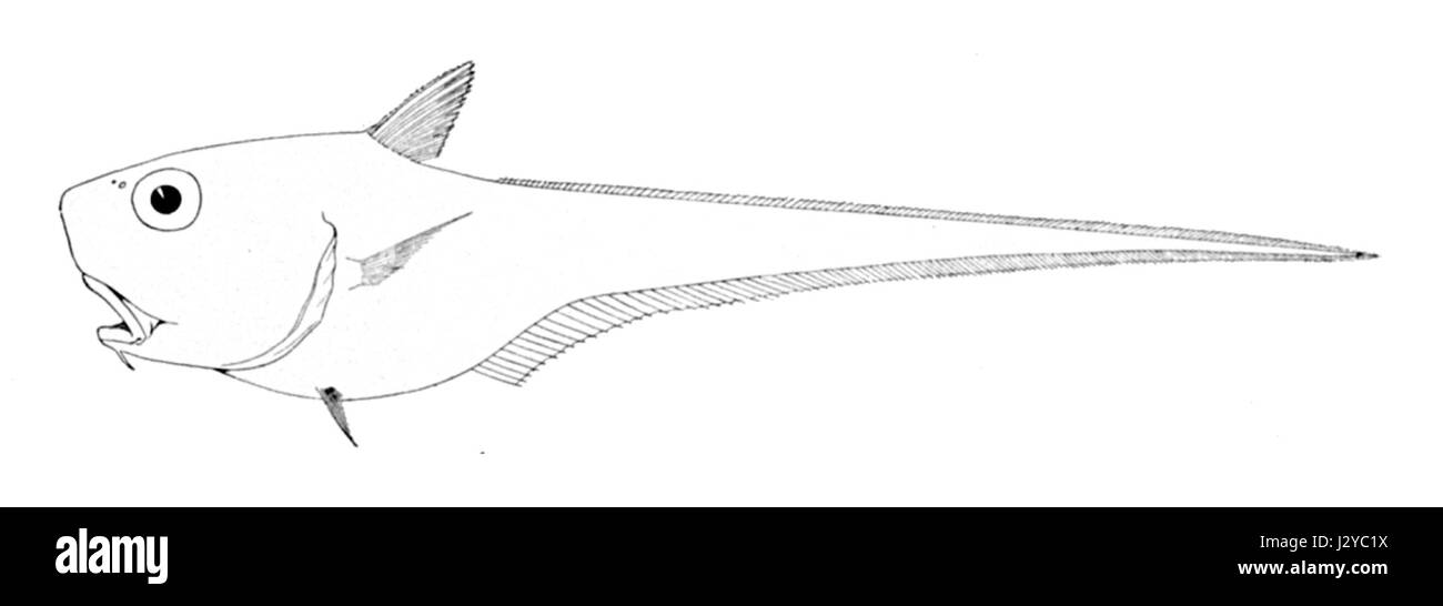 Cetonurus globiceps Banque D'Images