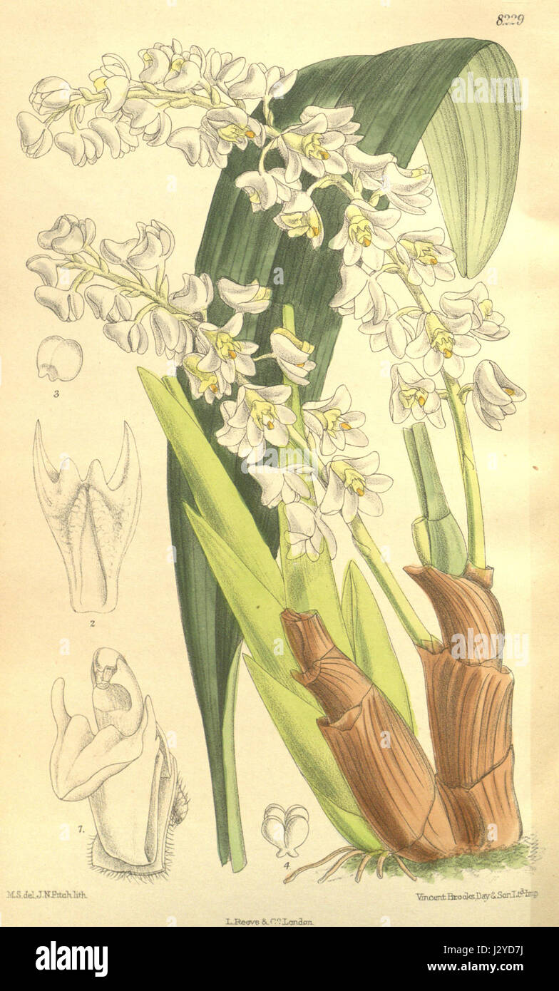 Bryobium Eria hyacinthoides hyacinthoides (comme) - Curtis' 134 (Ser. N° 4 4) pl. 8229 (1908) Banque D'Images