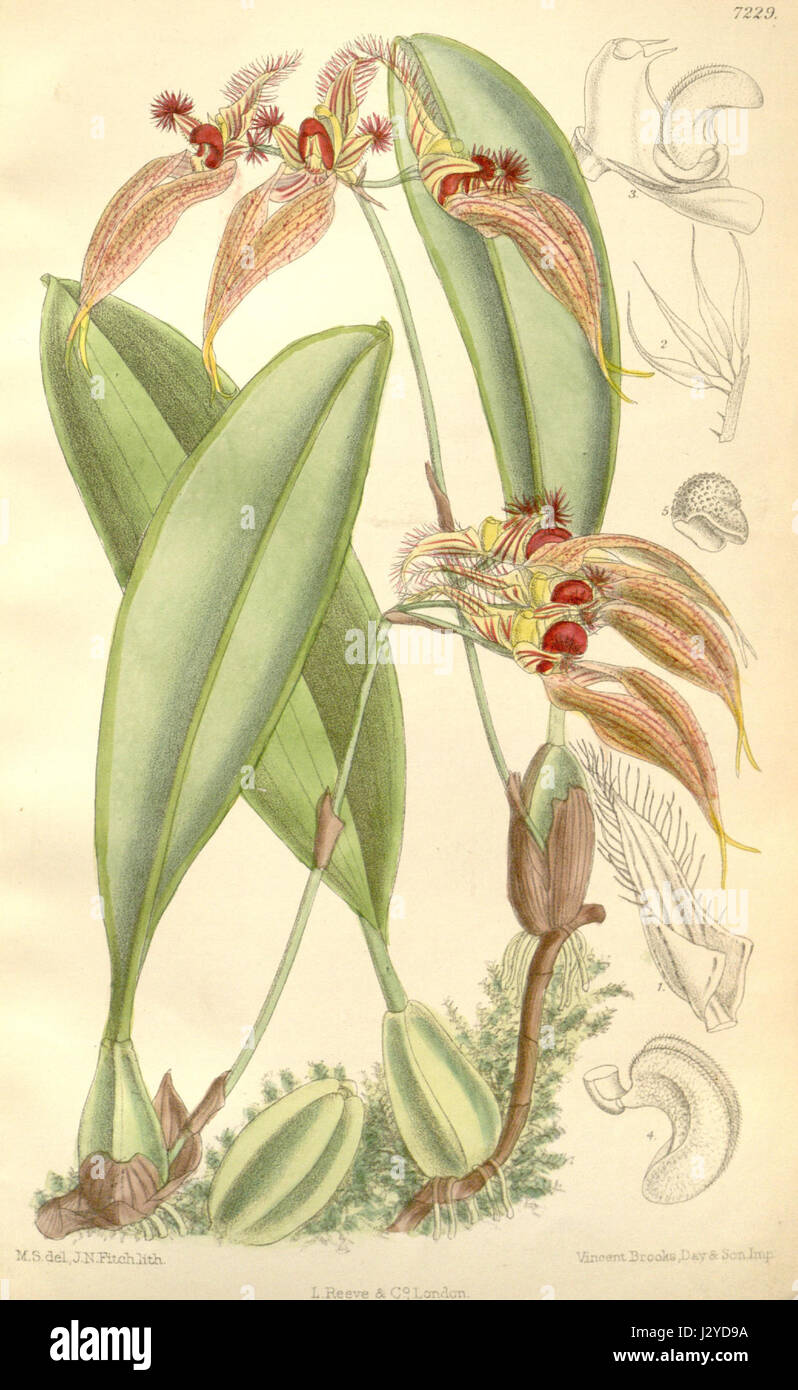 Bulbophyllum ornatissimum, précédemment classé Cirrhopetalum ornatissimum, est une espèce d'orchidée connue pour son aspect frappant. Cette illustration de l’édition 1892 du magazine Curtisâ€™ Botanical met en valeur ses caractéristiques florales uniques. Banque D'Images