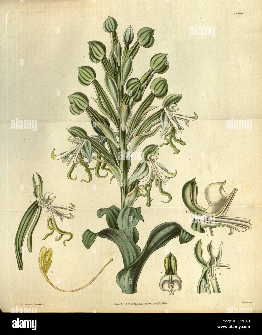 Bonatea speciosa, une espèce d'orchidée présentée dans le magazine Botanical de Curtis, est connue pour sa structure florale unique et sa belle apparence, détaillée dans la publication de 1829. Banque D'Images