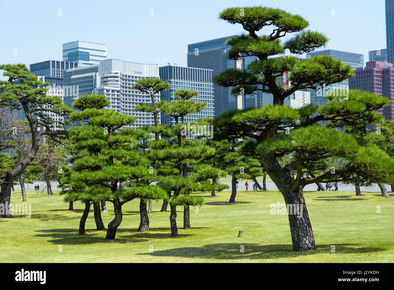 Taillés et arbres topiaires. Japonais. Banque D'Images