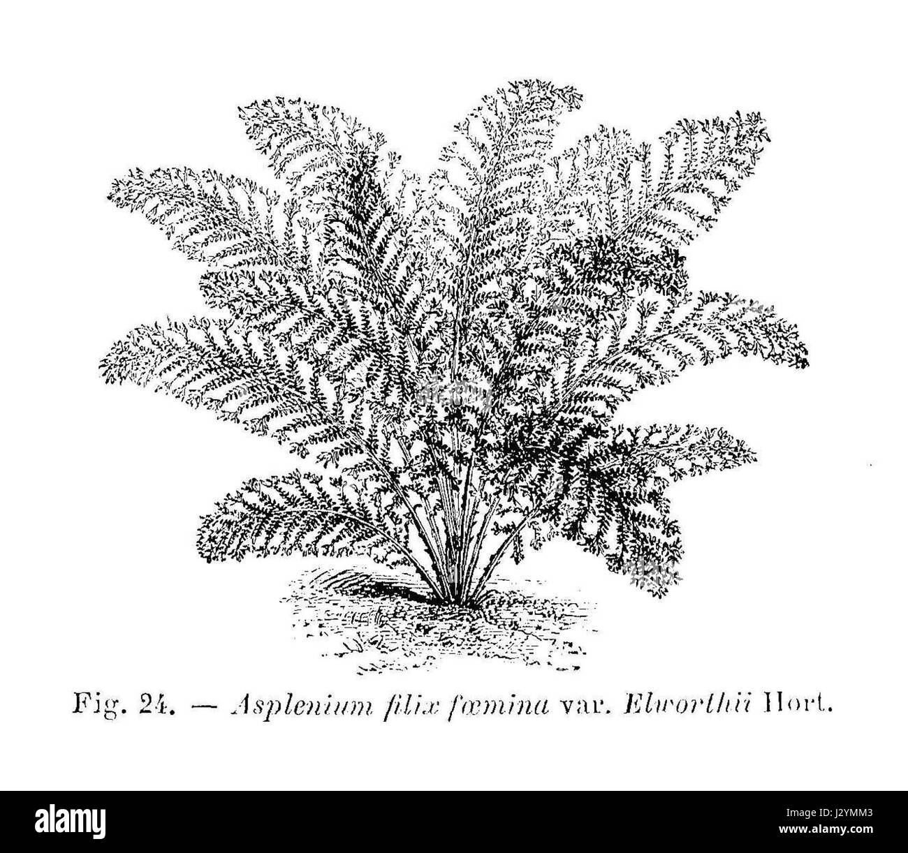 Asplenium filix foemina Elworthii Banque D'Images