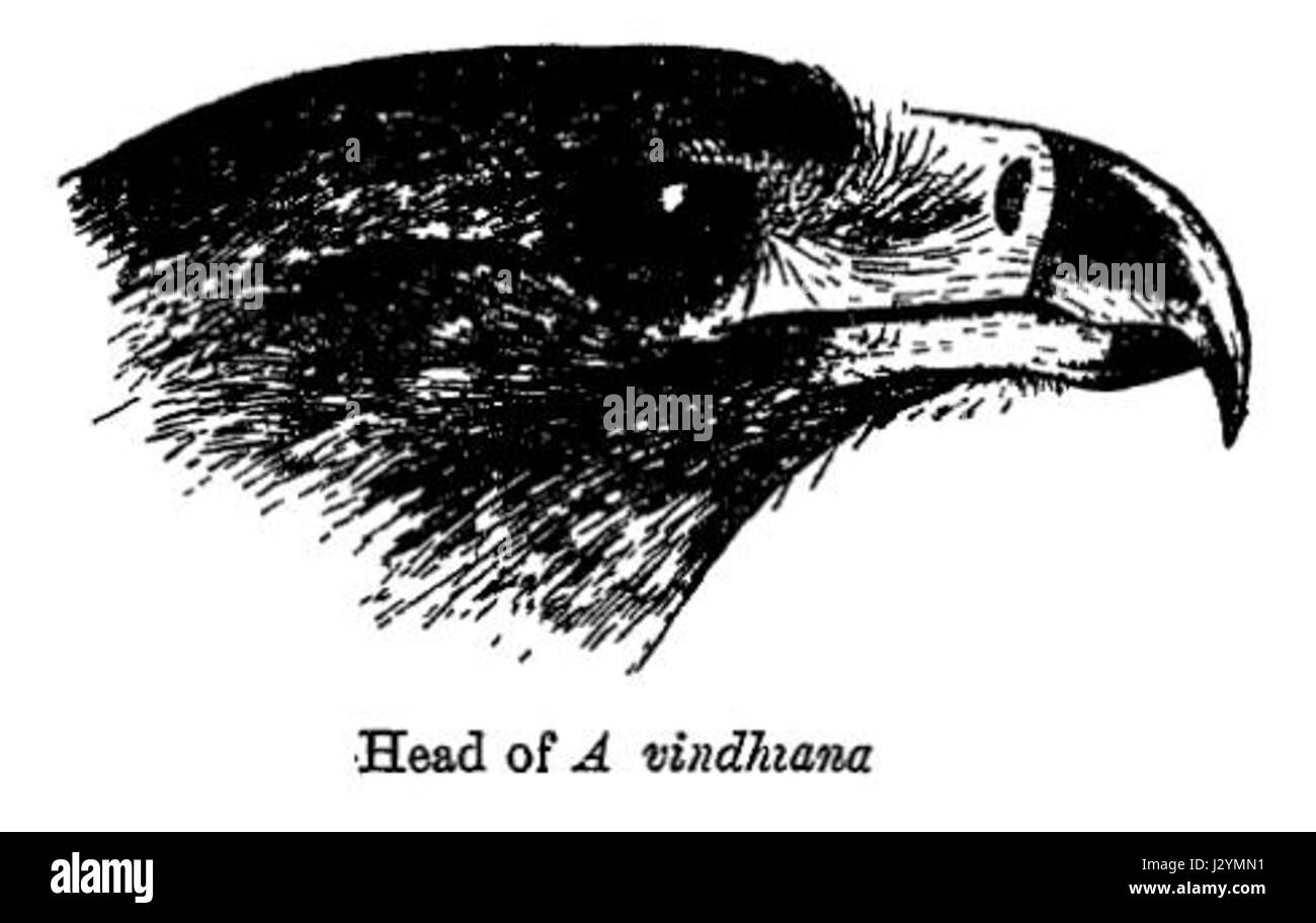 Aquila Vindhiana, une espèce d'aigle, se trouve dans certaines parties de l'Asie du Sud, plus précisément dans la chaîne de Vindhya. Cet oiseau de proie est remarquable pour ses impressionnantes compétences de chasse et son rôle dans les écosystèmes locaux. C'est une espèce importante pour les efforts de conservation de la biodiversité dans la région. Banque D'Images