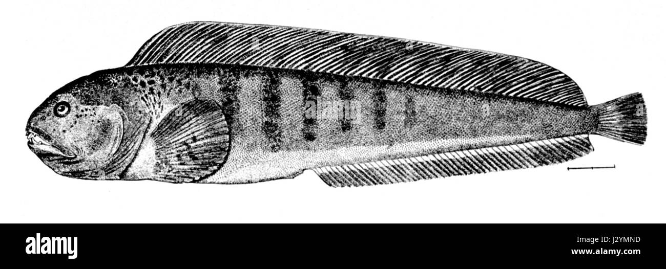 Anarhichas lupus, communément appelé poisson loup, est une espèce que l'on trouve dans l'Atlantique Nord. Il est reconnu pour ses mâchoires puissantes et son régime carnivore. Banque D'Images Anarhichas lupus, communément appelé poisson loup, est une espèce que l'on trouve dans l'Atlantique Nord. Il est reconnu pour ses mâchoires puissantes et son régime carnivore. Banque D'Images