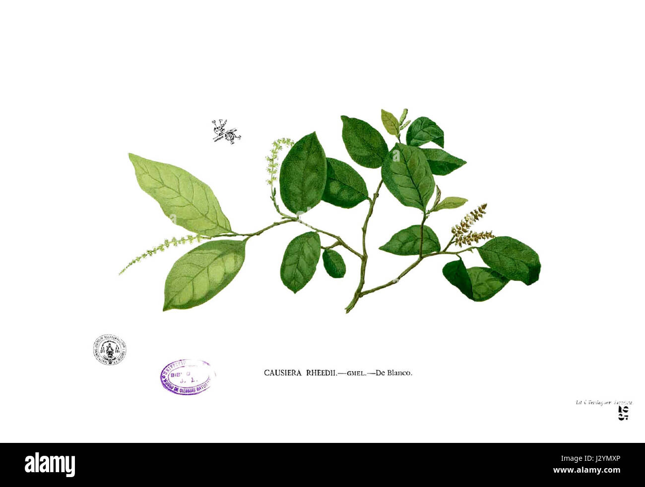 Antidesma ghaesembilla est une espèce végétale de la famille des Euphorbiaceae, documentée à l'origine par Blanco. Il est originaire des Philippines et est connu pour ses propriétés médicinales, souvent utilisé dans les pratiques traditionnelles. Banque D'Images Antidesma ghaesembilla est une espèce végétale de la famille des Euphorbiaceae, documentée à l'origine par Blanco. Il est originaire des Philippines et est connu pour ses propriétés médicinales, souvent utilisé dans les pratiques traditionnelles. Banque D'Images