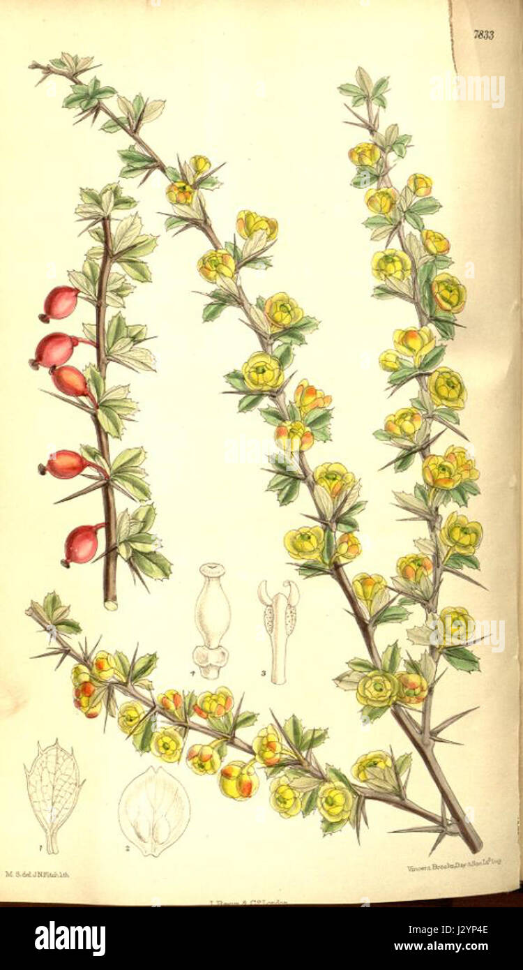 Berberis dictyophylla est une espèce d'arbuste de la famille des Berberidaceae, connue pour ses feuilles à motifs distinctifs. On le trouve en Asie de l'est et est utilisé à des fins ornementales. Banque D'Images
