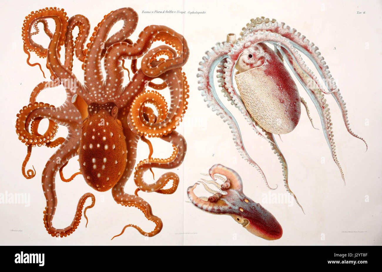 'C Merculiano - Cephalopoda 68' désigne probablement une étude ou un travail scientifique lié aux céphalopodes, une classe de mollusques comprenant les calmars, les poulpes et les seiches. Ces travaux peuvent porter sur leur biologie, leur taxonomie ou leur rôle écologique dans les milieux marins. Banque D'Images