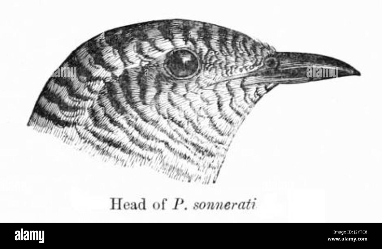Cacomantis sonneratii, également connu sous le nom de coucou oriental, est une espèce d'oiseau trouvée en Asie du Sud-est. Reconnue pour son appel distinctif et son comportement de nidification parasitaire, elle joue un rôle important dans l’écosystème en influençant la dynamique des populations d’autres espèces. Banque D'Images