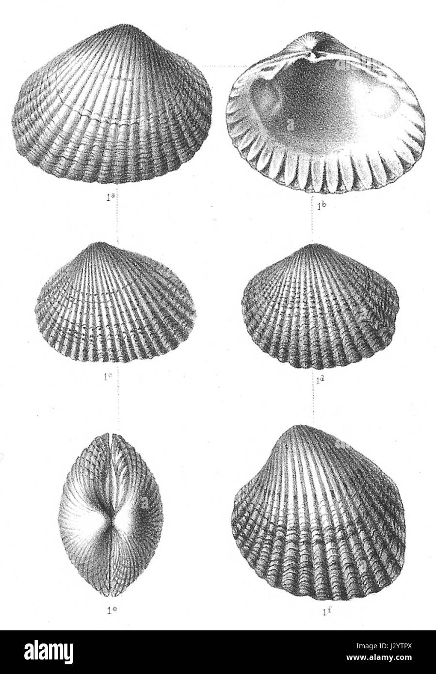 Cerastoderma hostiei est une espèce de palourdes présente dans les zones côtières, connue pour sa coquille distinctive et son rôle écologique dans les écosystèmes marins. Il fait partie de la famille des Cardiidae et contribue à la structure des sédiments dans les milieux marins peu profonds. Banque D'Images