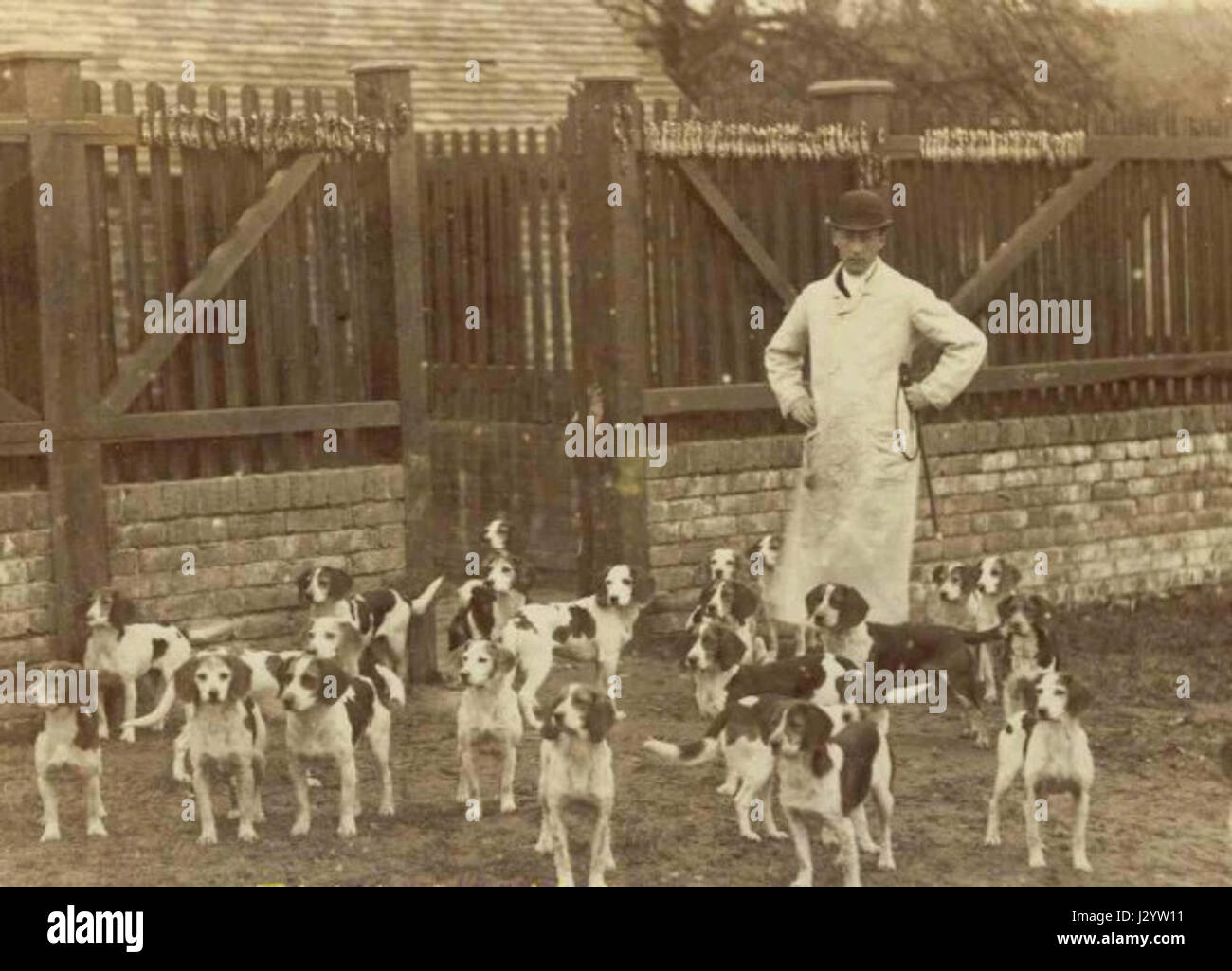 Caynsham-beagles fait référence à une race de chiens beagle, connus pour leurs capacités de chasse, en particulier au Royaume-Uni. Les beagles de Caynsham sont réputés pour leurs compétences de pistage et leur tempérament énergique, traditionnellement utilisés pour la chasse au petit gibier. Banque D'Images Caynsham-beagles fait référence à une race de chiens beagle, connus pour leurs capacités de chasse, en particulier au Royaume-Uni. Les beagles de Caynsham sont réputés pour leurs compétences de pistage et leur tempérament énergique, traditionnellement utilisés pour la chasse au petit gibier. Banque D'Images