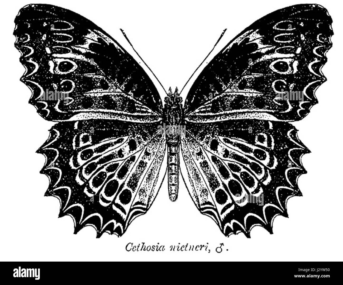 Cethosia nietneri ctb Banque D'Images