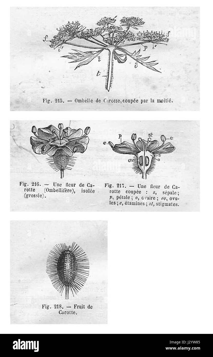 Carotte - fleur et fruits Banque D'Images