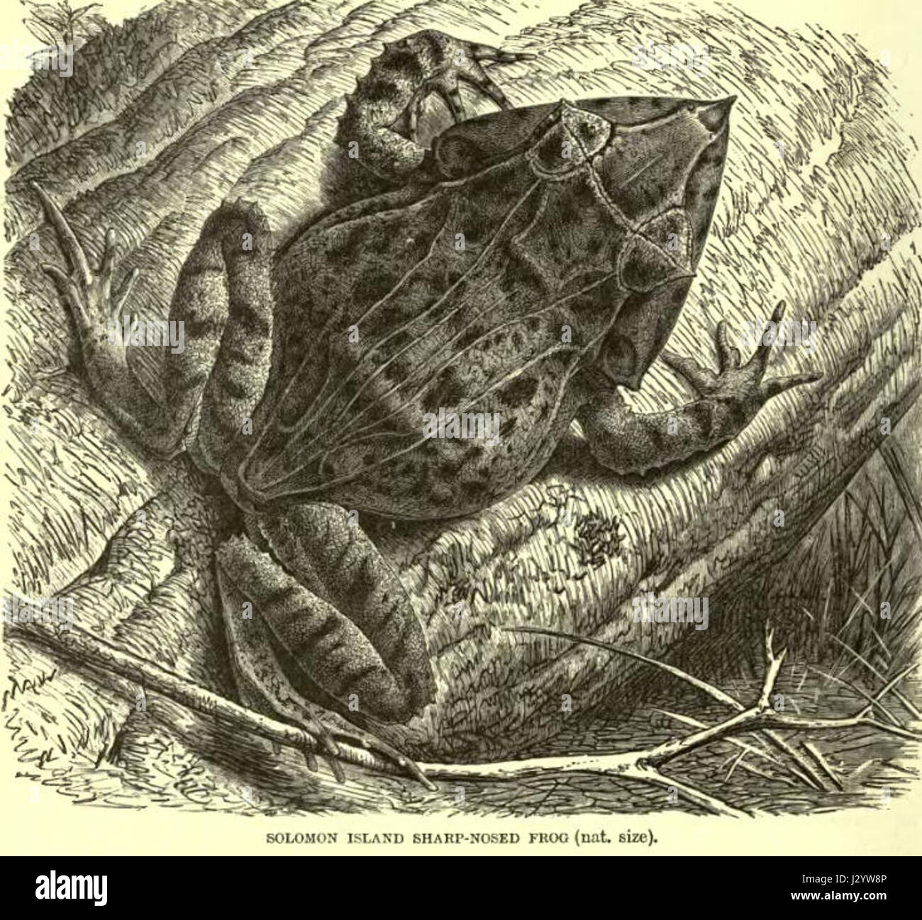 Ceratobatrachus guentheri, également connue sous le nom de grenouille de Guenther, est une espèce de grenouille originaire d'Asie du Sud-est. On le trouve généralement dans les zones humides et est connu pour ses caractéristiques physiques distinctives, y compris sa grande taille et sa coloration unique. Banque D'Images