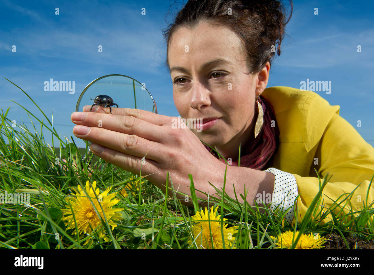 Le Dr Sarah Beynon entomologiste, avec British bousier (Geotrupes Stercorarius) et un whip Spider. Banque D'Images