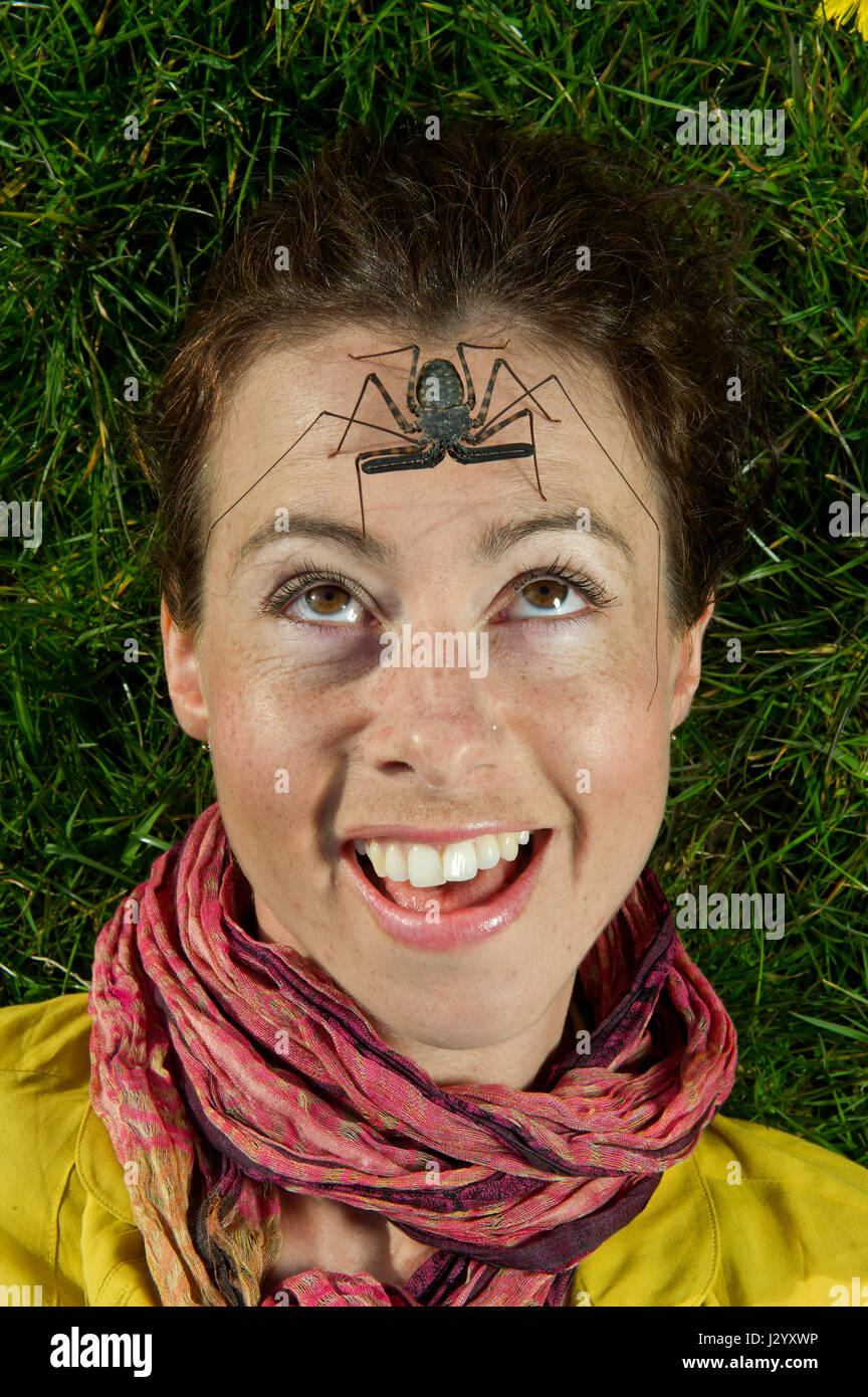 Le Dr Sarah Beynon entomologiste, avec British bousier (Geotrupes Stercorarius) et un whip Spider. Banque D'Images