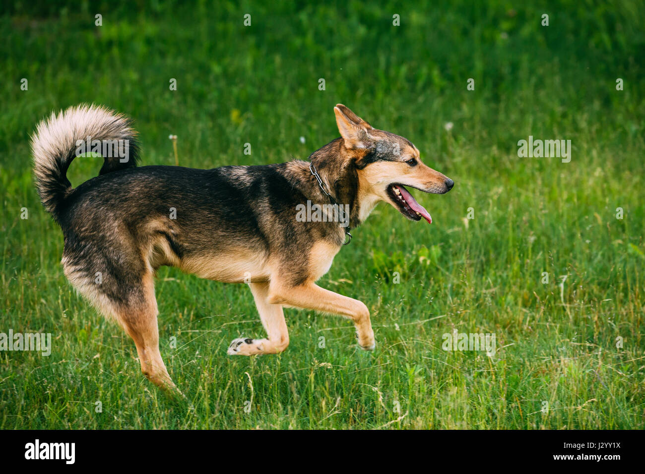 Taille moyenne race mixte chien sur une jambe jouer piscine en été l'herbe. L'exécution de chien heureux Banque D'Images