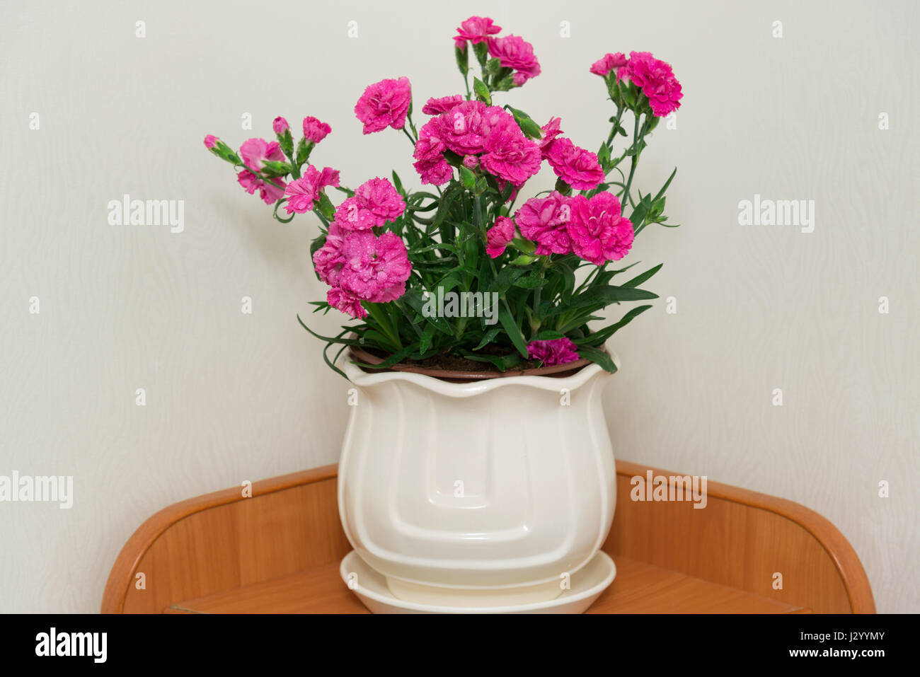 Red Carnation en pot dans la chambre Banque D'Images