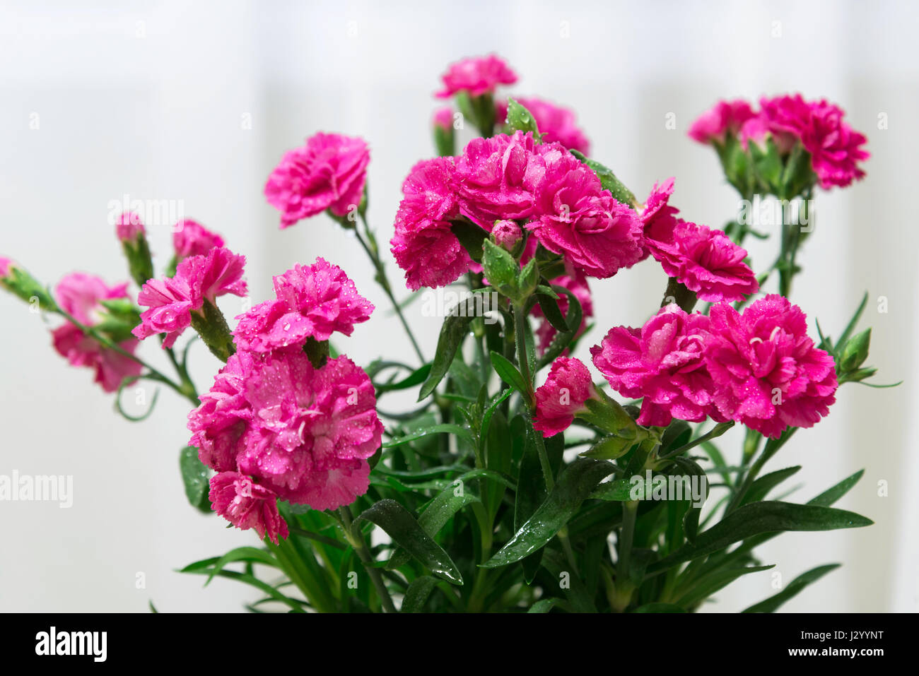 Red Carnation fleurs avec une goutte d'eau close-up Banque D'Images