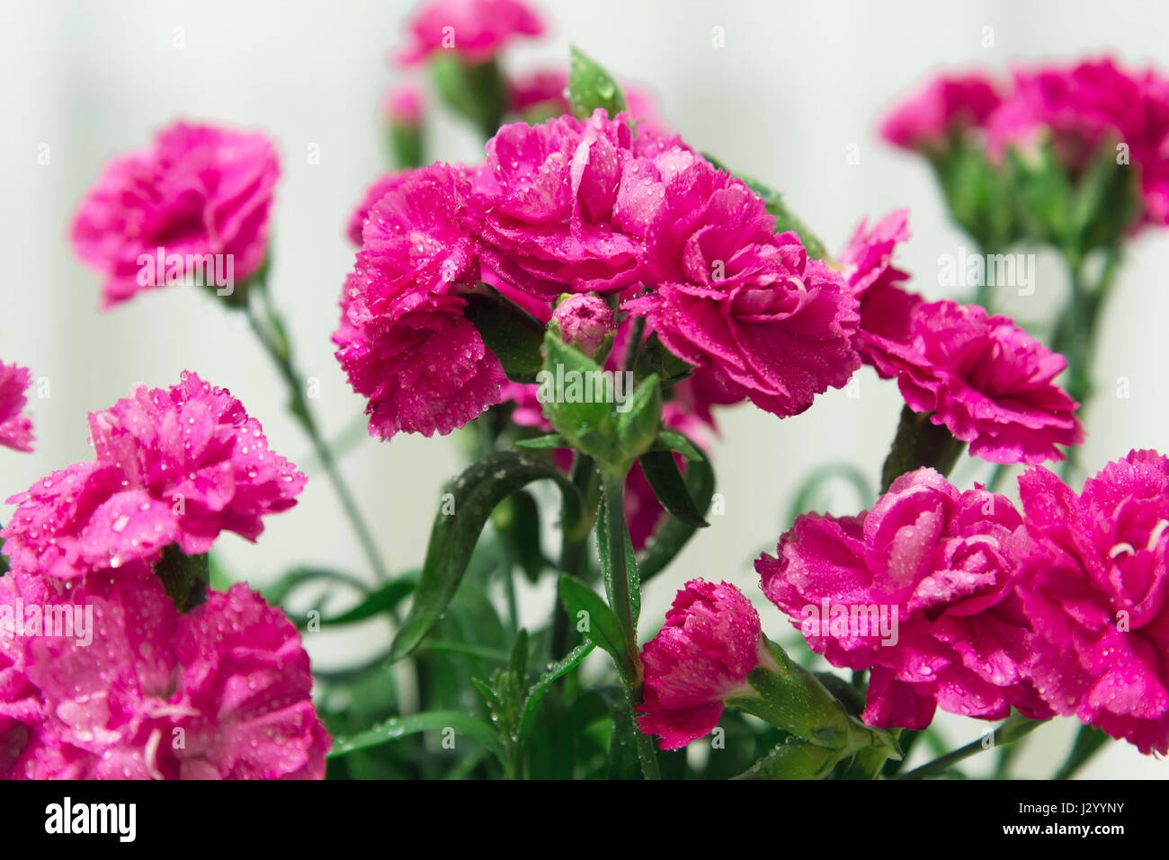Red Carnation fleurs avec une goutte d'eau close-up Banque D'Images