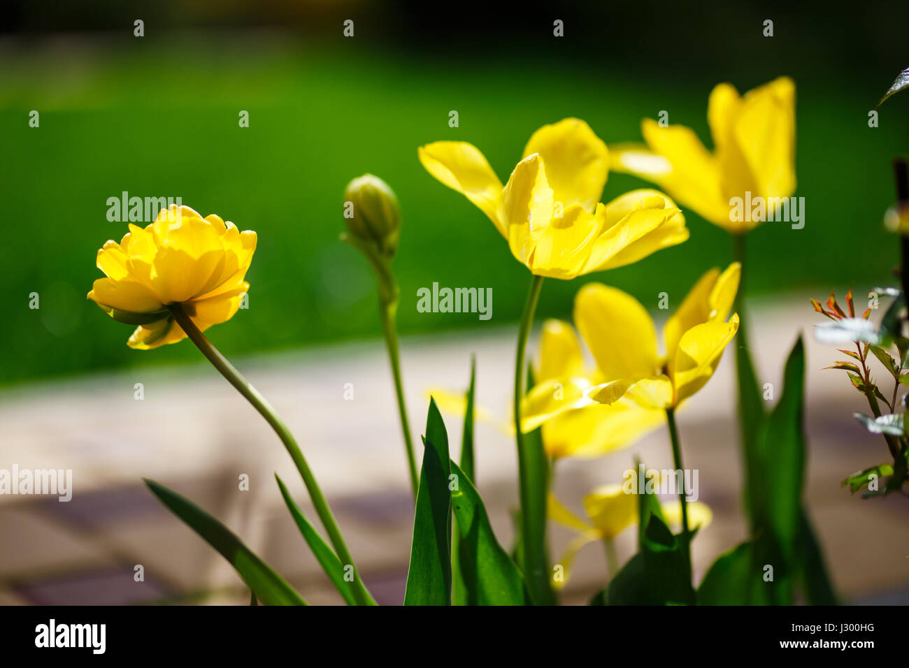 Grand angle Gros plan photo de tulipes jaunes au printemps, le jardin Banque D'Images