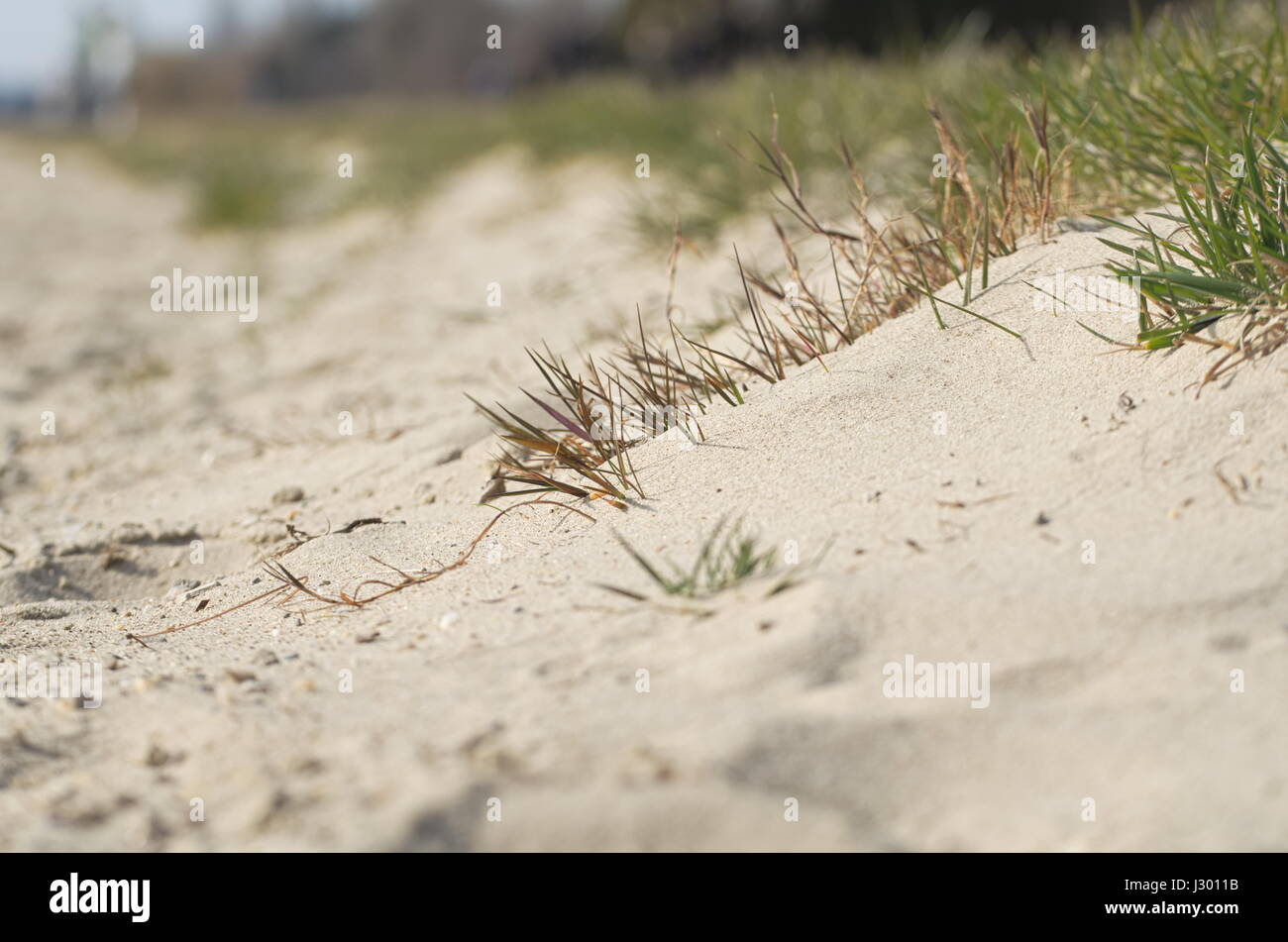 Plage de sable avec de l'herbe sèche Journée libre Banque D'Images