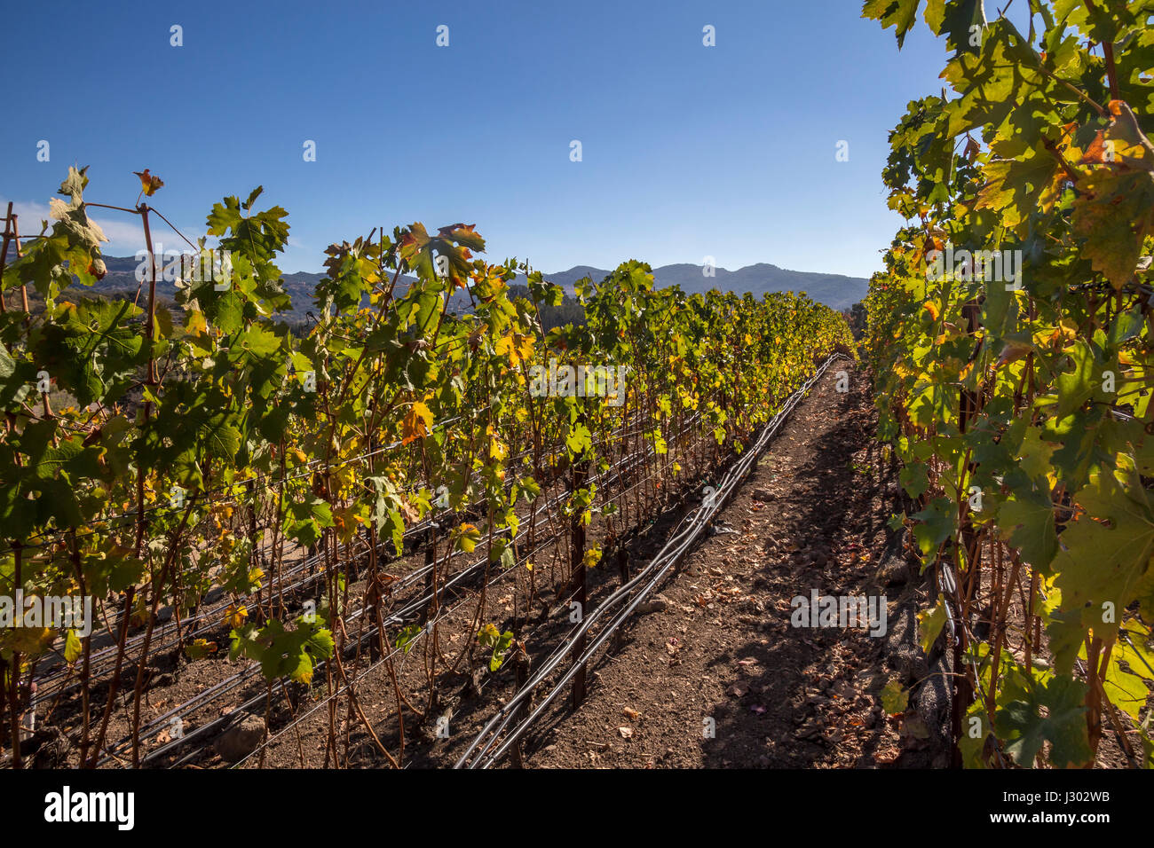 Cabernet sauvignon, raisin vigne, Coombsville zone viticole, Napa, Napa Valley, Californie Banque D'Images