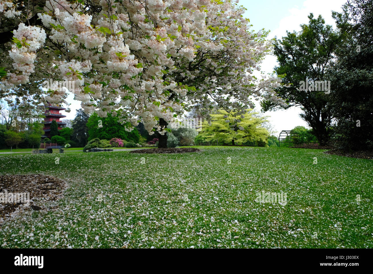 Dans les arbres en fleurs Jardin Royal de Laeken, Belgique Banque D'Images