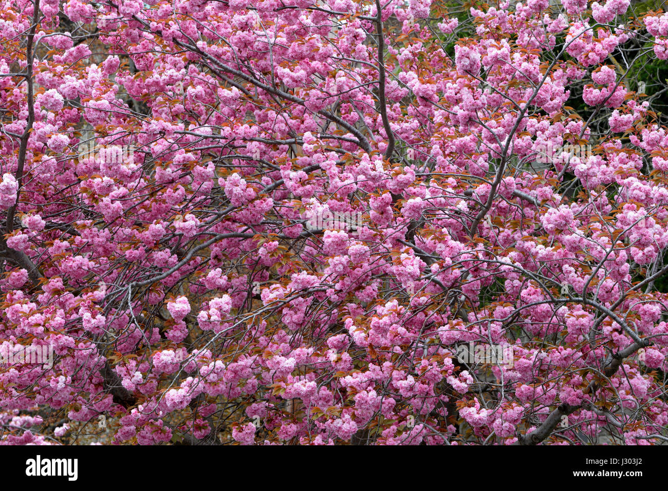 Les fleurs de cerisier japonais en pleine floraison printanière-Victoria, Colombie-Britannique, Canada. Banque D'Images