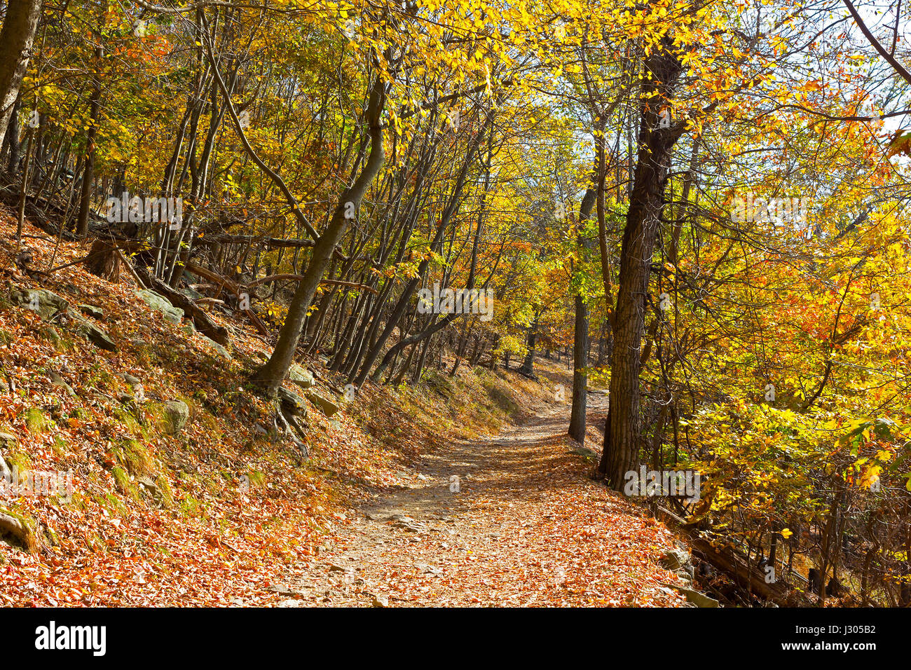 Un train de la forêt en automne. Sentier des Appalaches dans la région de West Virginia, USA. Banque D'Images
