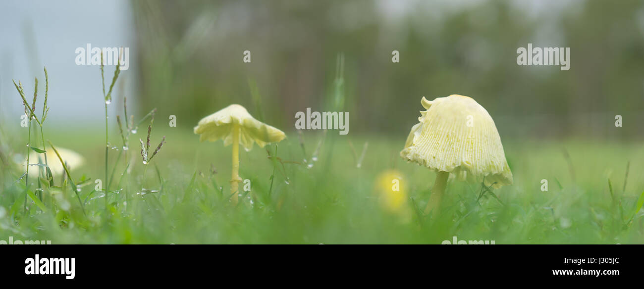 Jour de pluie jaune avec de plus en plus de champignons dans l'herbe verte par temps humide, panorama Banque D'Images