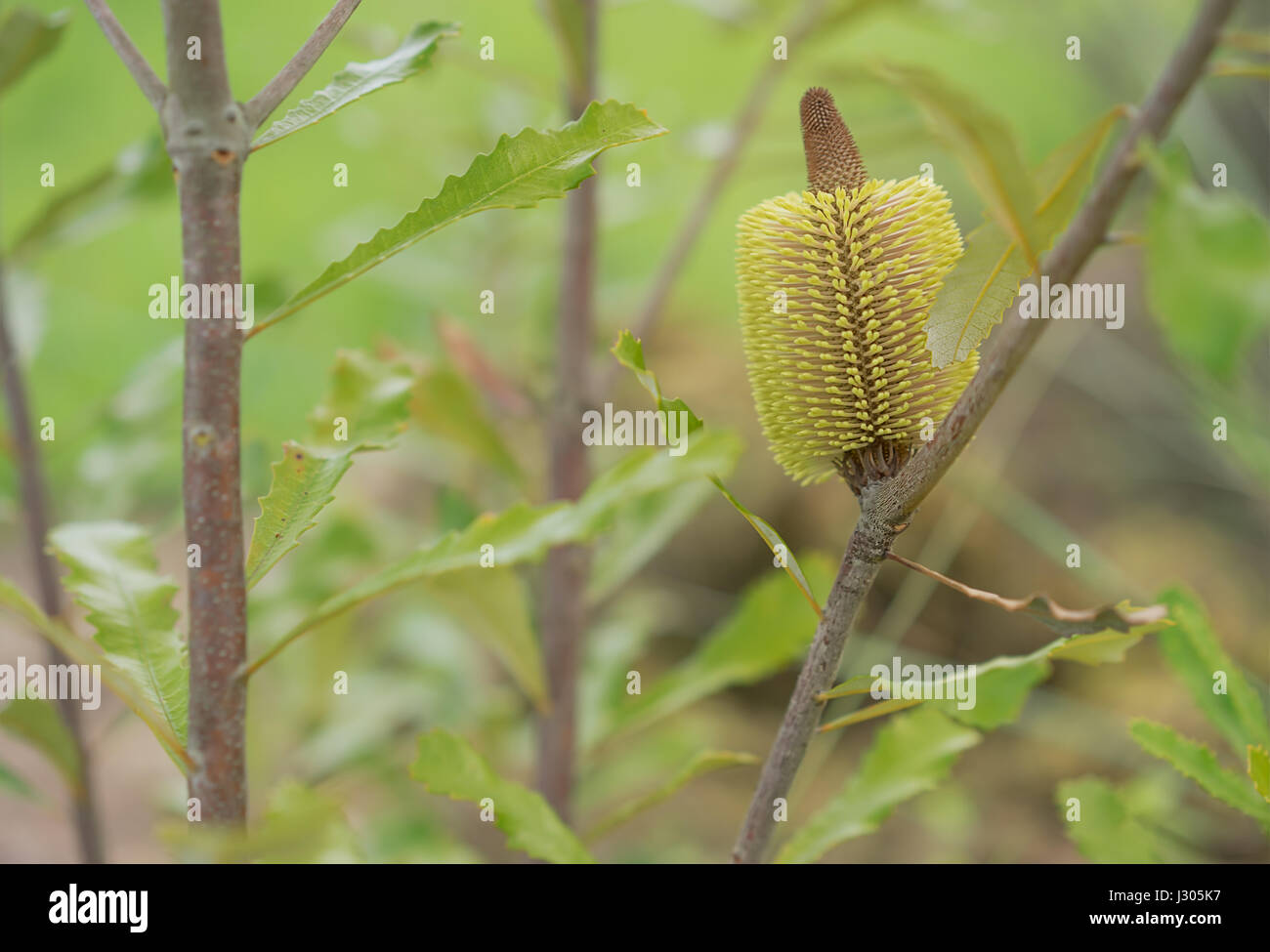 Fleur de Banksia serrata indigènes australiens de plus en plus d'arbres en automne Banque D'Images