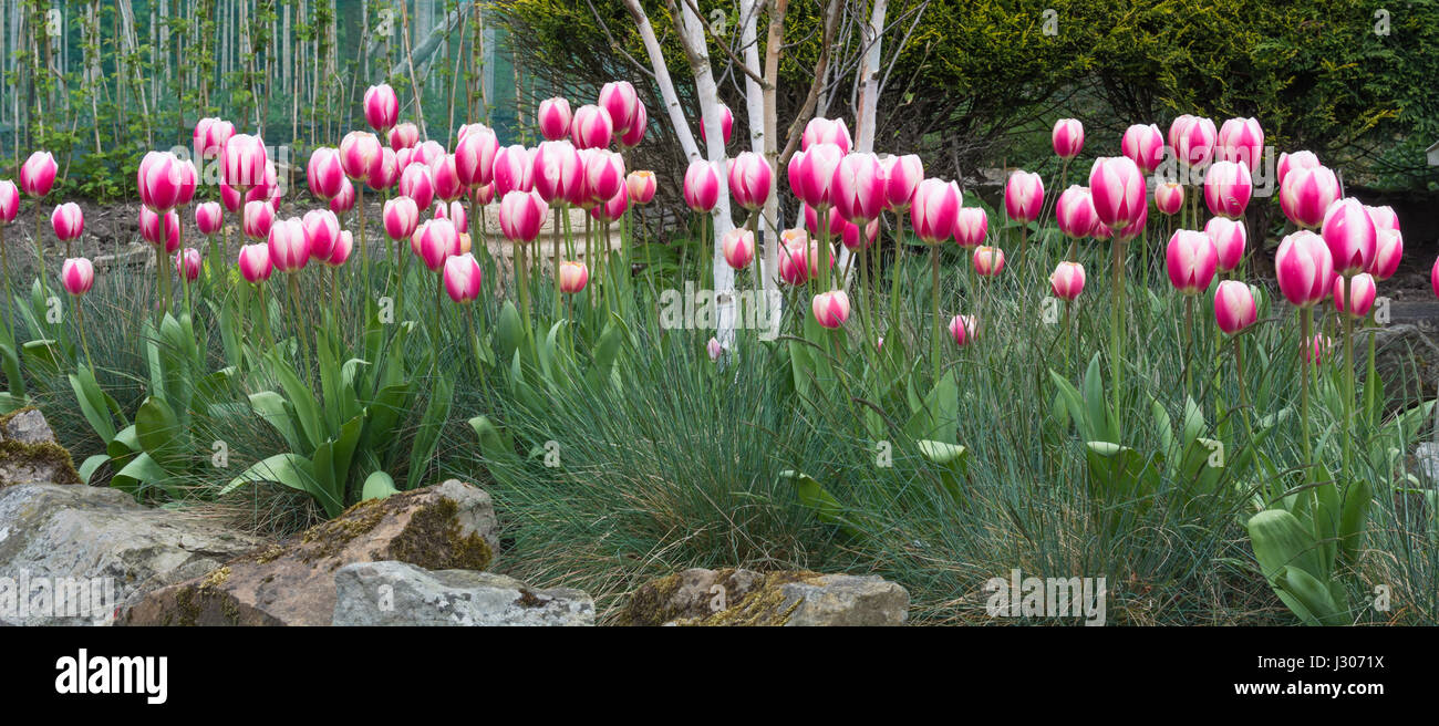 Tulipes roses et blancs de plus en plus avec Festuca glauca 'Elijah Blue' herbe et Betula jacquemontii bouleau Banque D'Images