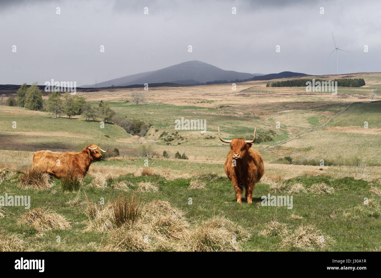 Highland cattle et Mont Blair Ecosse Avril 2017 Banque D'Images