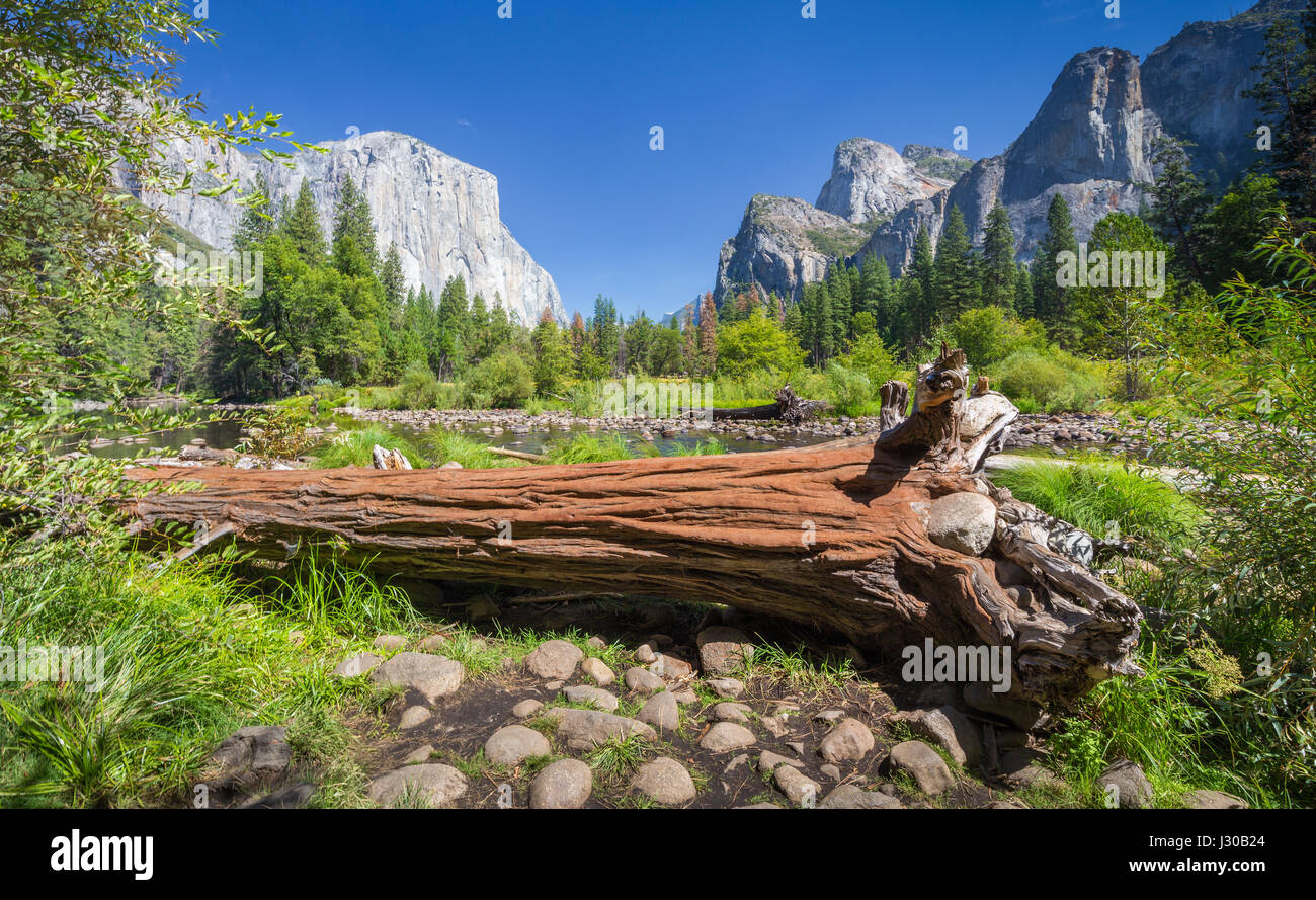 L'affichage classique de la vallée de Yosemite avec El Capitan célèbre sommet mondial de l'escalade et la rivière Merced idyllique sur une journée ensoleillée avec ciel bleu et nuages dans Banque D'Images