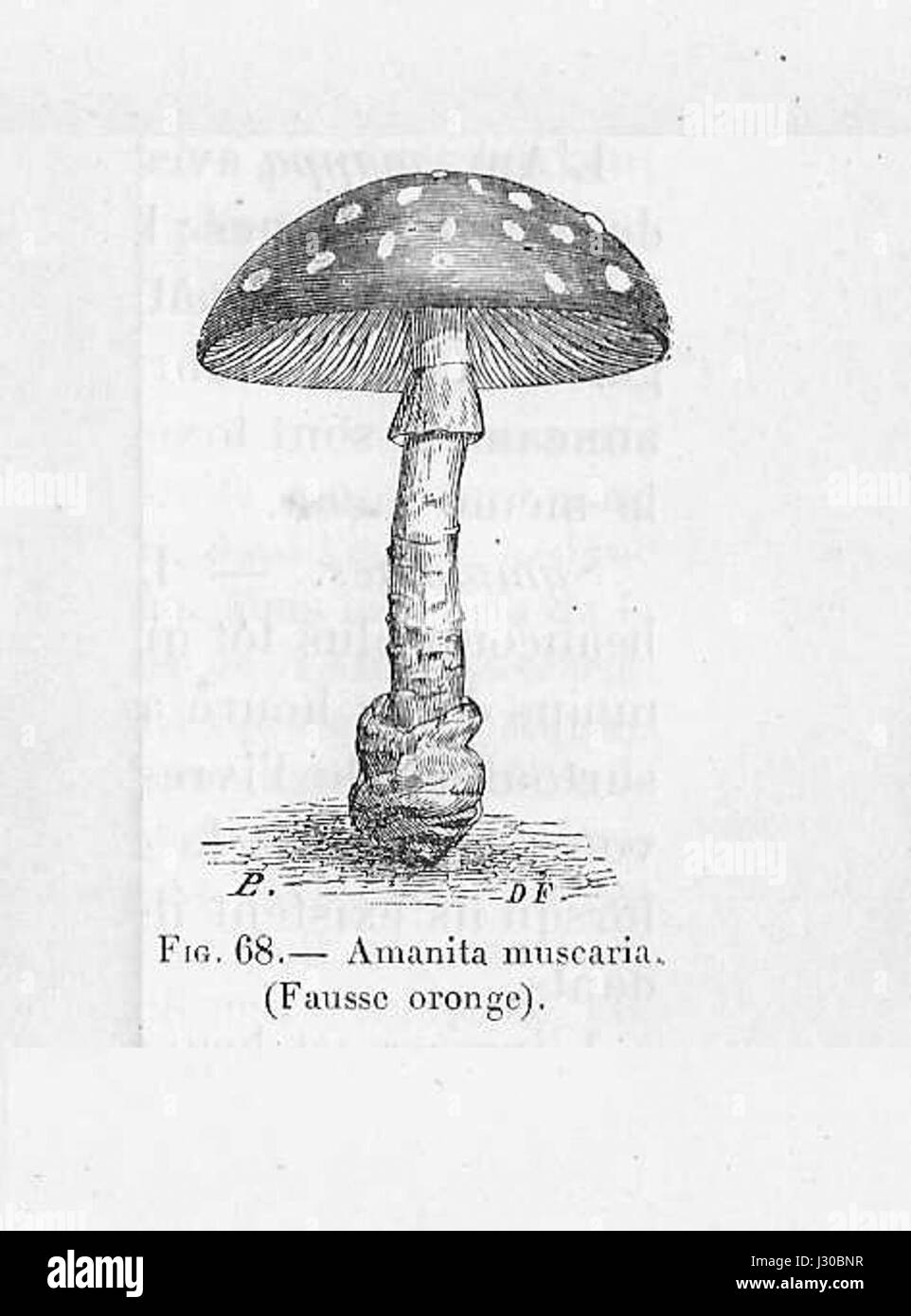 Amanite tue-mouche (dessin) Banque D'Images