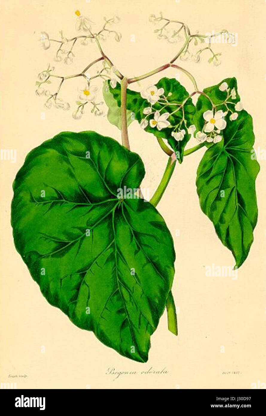*Begonia odorata* est une espèce de plante à fleurs connue pour ses fleurs parfumées, telle que décrite par Paxton. Il fait partie de la famille des bégonia, largement apprécié pour une utilisation ornementale dans les jardins et les maisons. Banque D'Images *Begonia odorata* est une espèce de plante à fleurs connue pour ses fleurs parfumées, telle que décrite par Paxton. Il fait partie de la famille des bégonia, largement apprécié pour une utilisation ornementale dans les jardins et les maisons. Banque D'Images