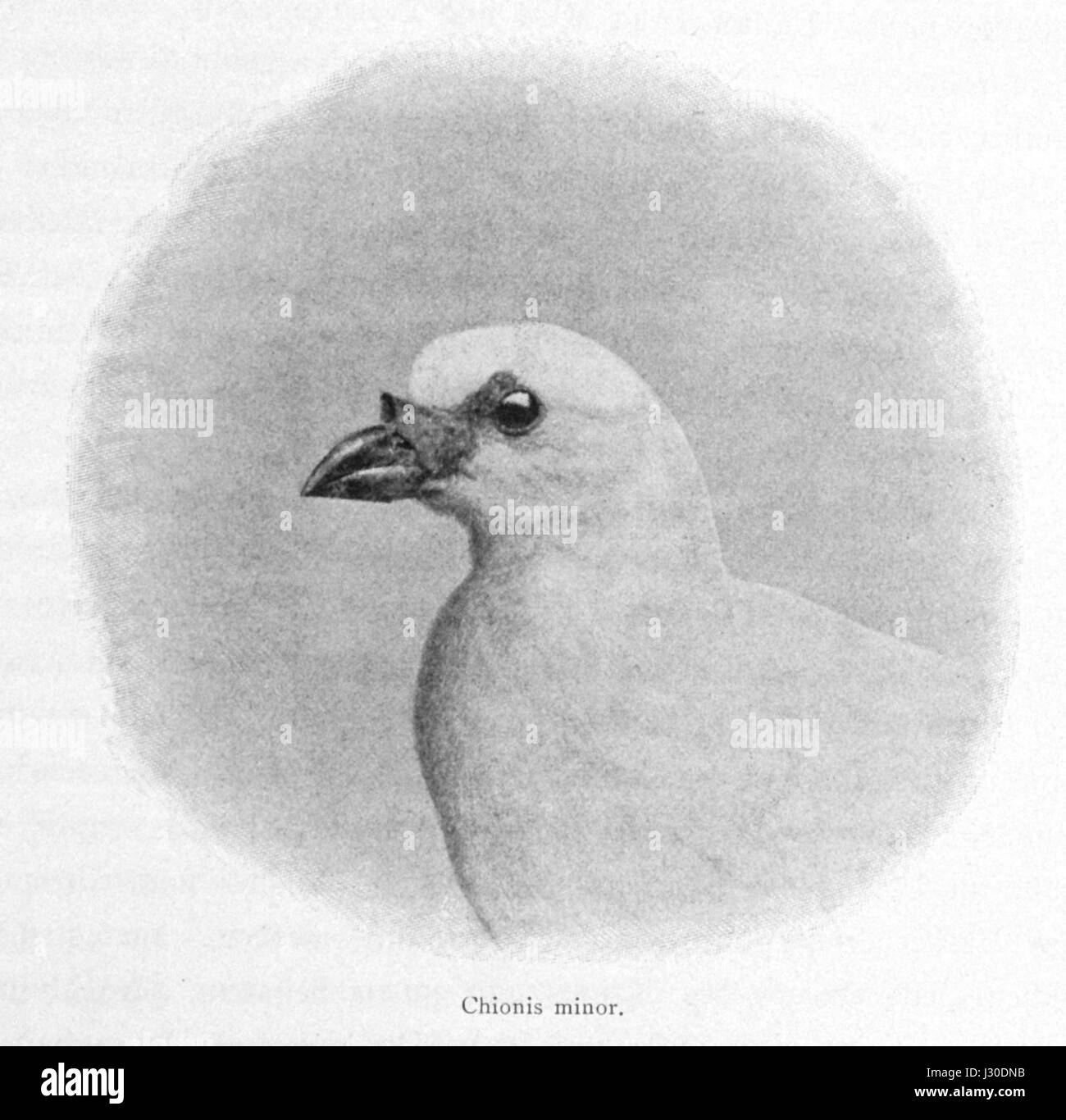 Le bec de gainage à face noire est une espèce d'oiseau connue pour sa face noire distincte et sa présence dans les régions antarctiques et subantarctiques, habitant généralement les zones côtières rocheuses. Banque D'Images