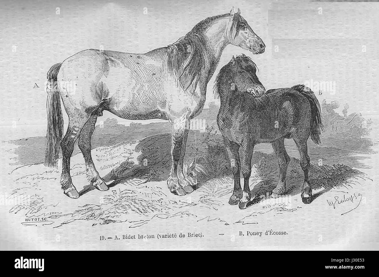 Le bidet breton est une petite race de cheval, connue pour sa force et sa construction compacte, souvent utilisée en agriculture. Le poney d'Ecosse, ou poney écossais, est une race robuste et polyvalente originaire d'Écosse, connue pour sa capacité à travailler sur des terrains accidentés. Les deux sont importants dans leurs régions respectives pour le travail agricole historique. Banque D'Images