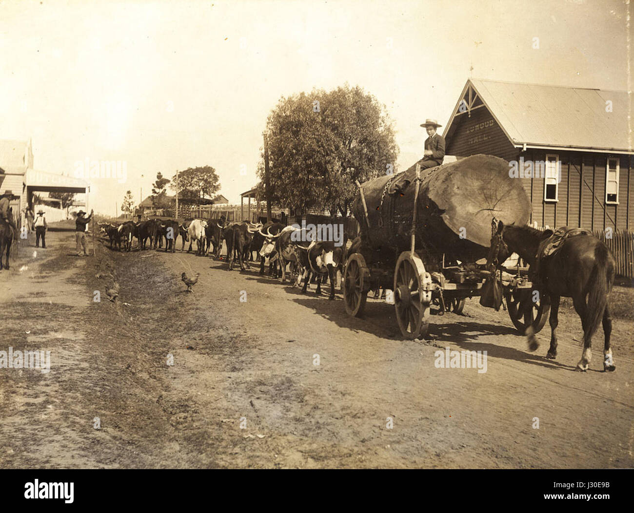 Bœufs tirant-de-bois-en-Lowood-circa-1907 Banque D'Images