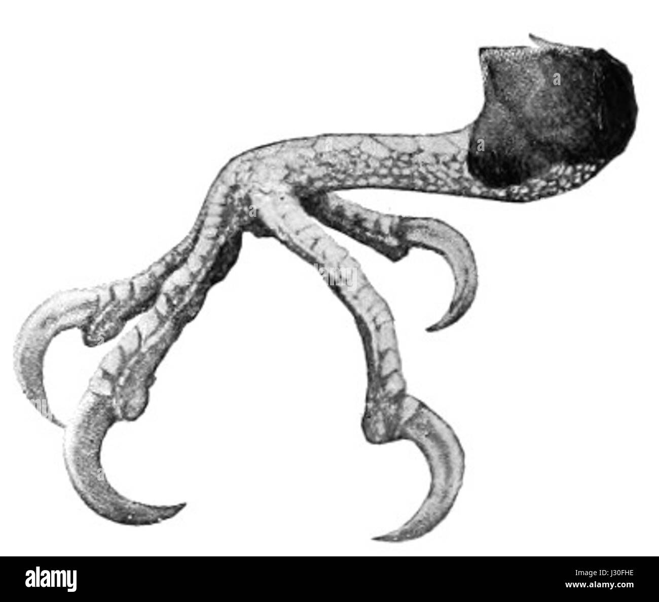 Cette image montre Campephilus principalis, également connu sous le nom de pic-bois à bec d'Ivoire, une espèce d'oiseau en danger critique d'extinction originaire du sud-est des États-Unis. L'oiseau est connu pour son plumage noir et blanc saisissant et sa grande taille. Banque D'Images